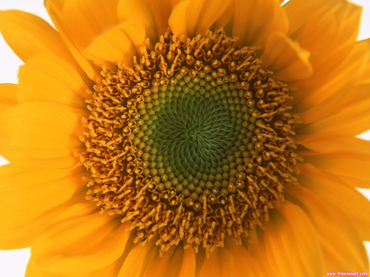 421308 (a): :1600x1200